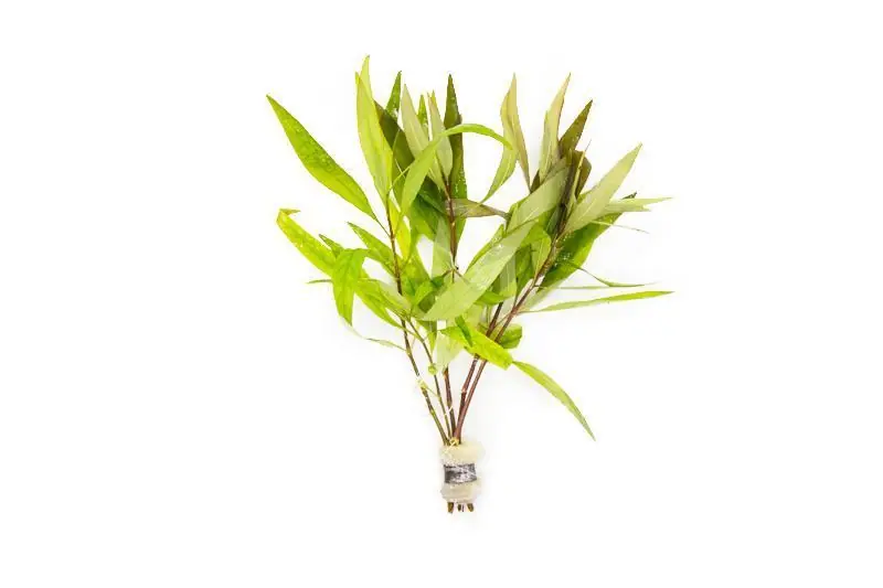 Hygrophila Siamensis - ACW