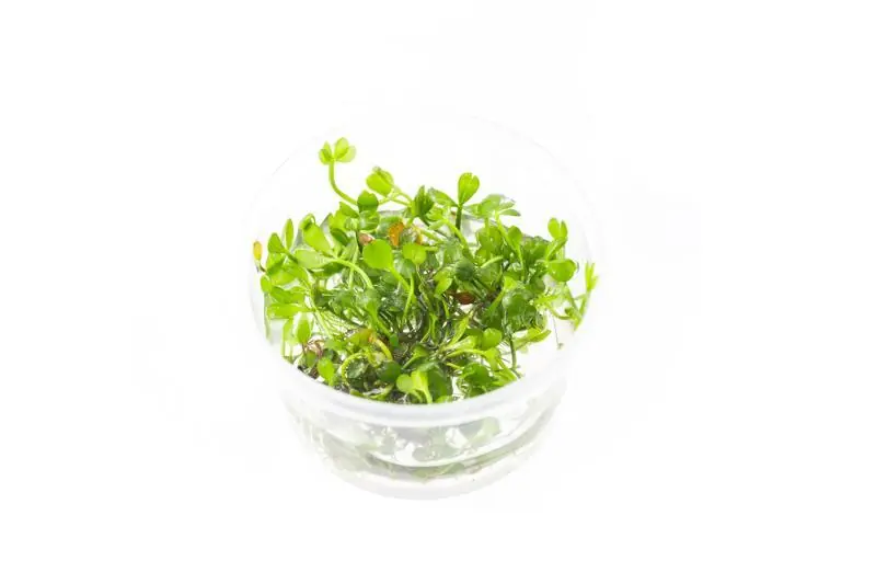 Marsilea Hirsuta Aquatic Farmer Tissue Culture