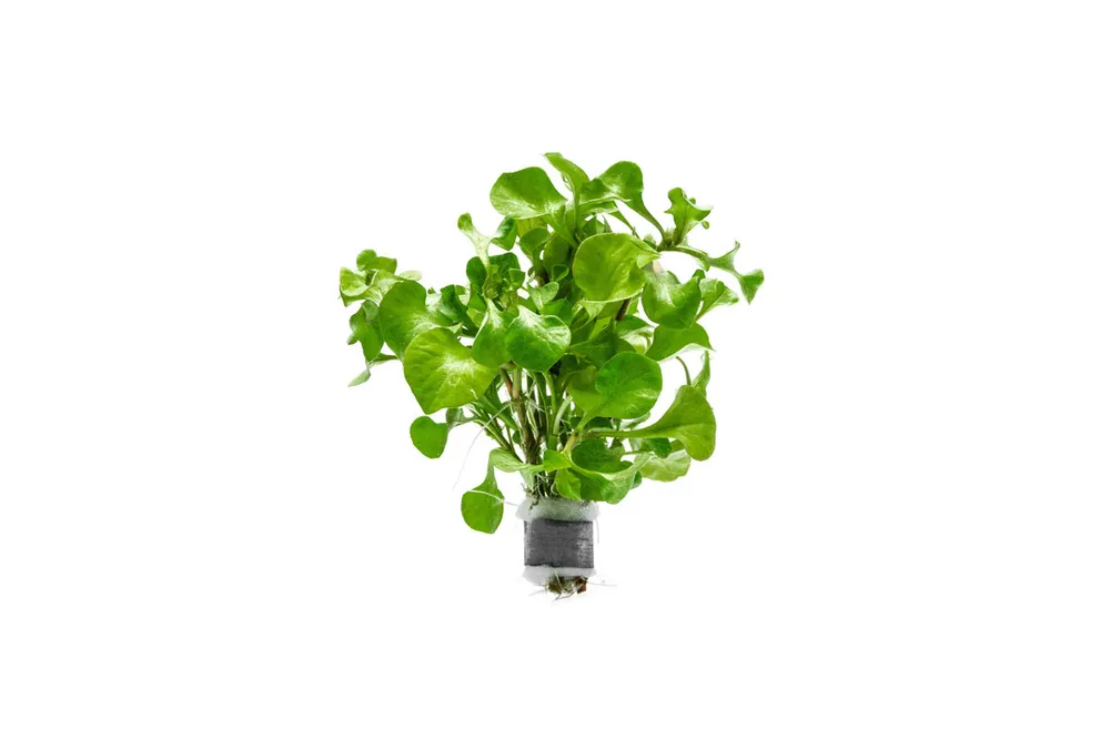 Alternanthera Bettzickiana Green - ACW