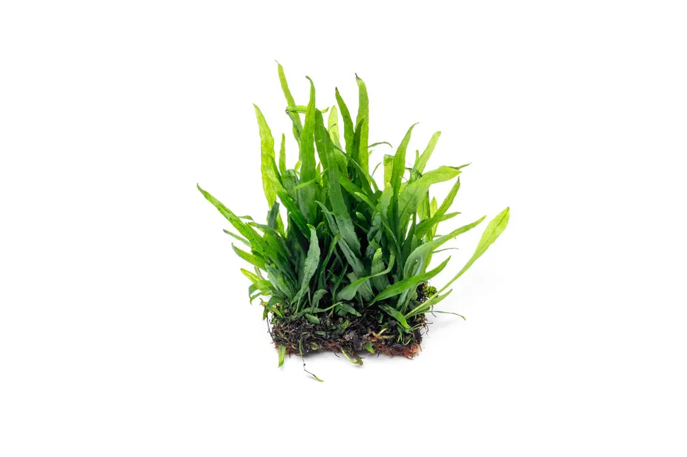Java Fern Narrow Mat - IS