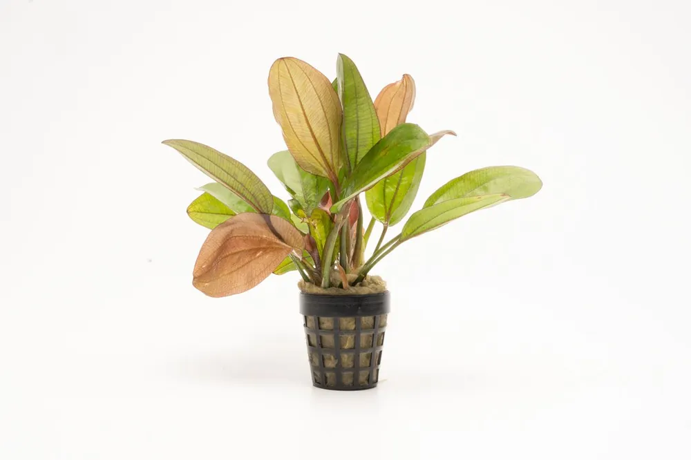 Echinodorus Red Flame - IS