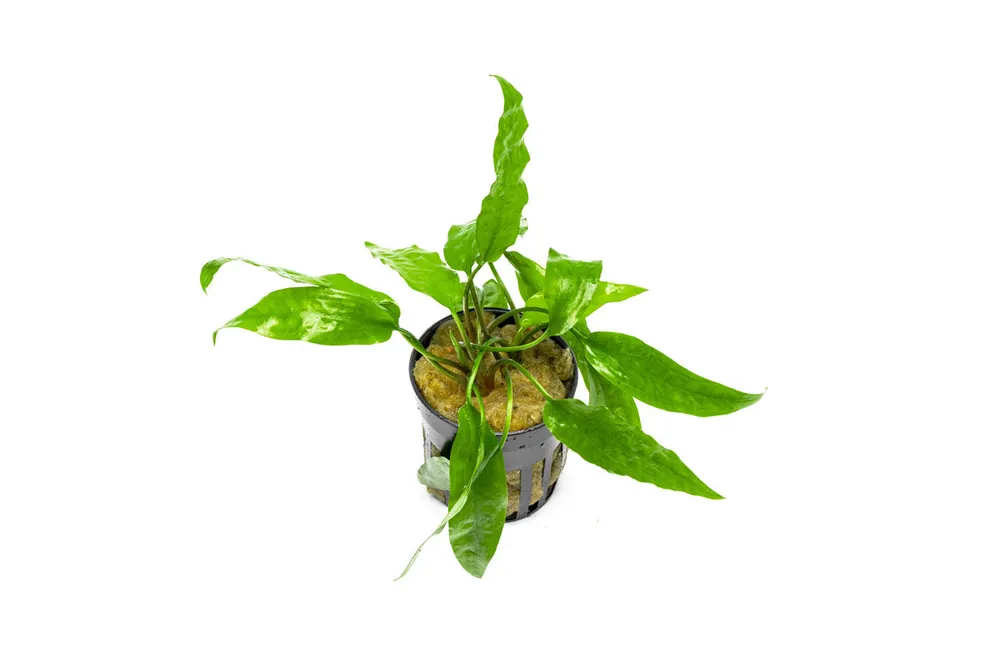 Cryptocoryne Usteriana Green - CPA