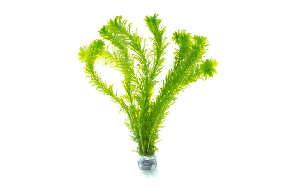 Egeria Densa - ACW