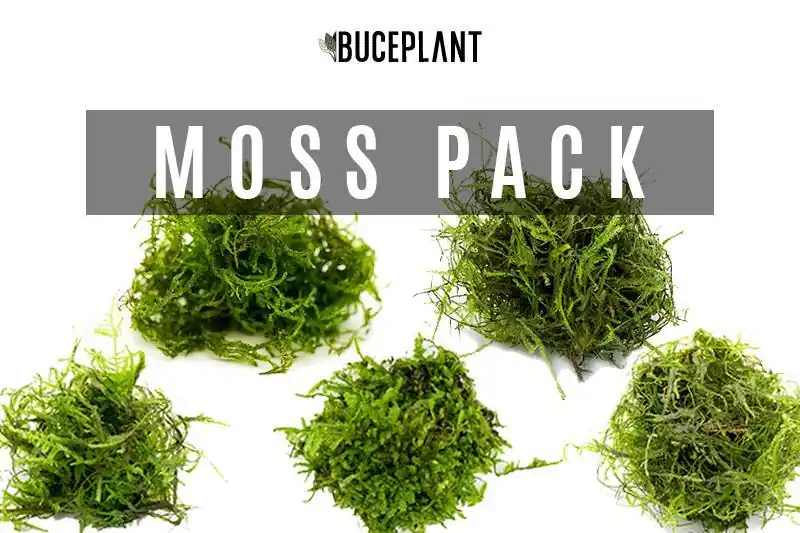 Aquarium Moss Collector Pack - Buce