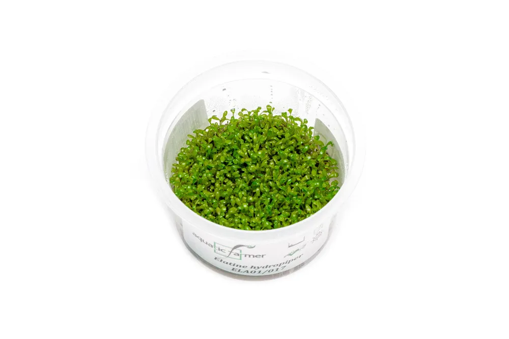 Elatine Hydropiper Tissue Culture - ASA
