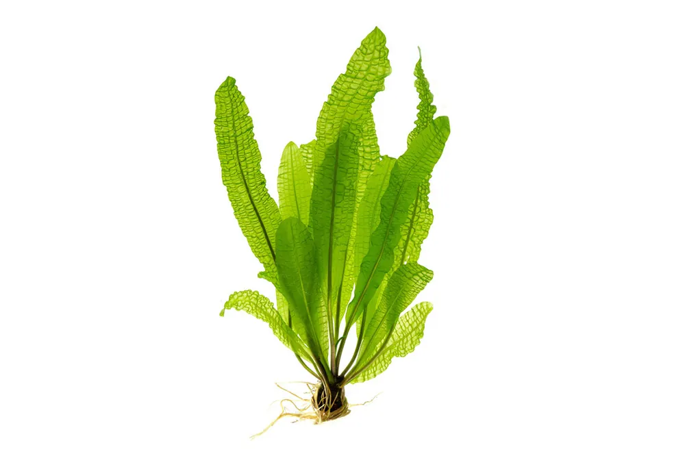 Aponogeton Boivinianus - IS