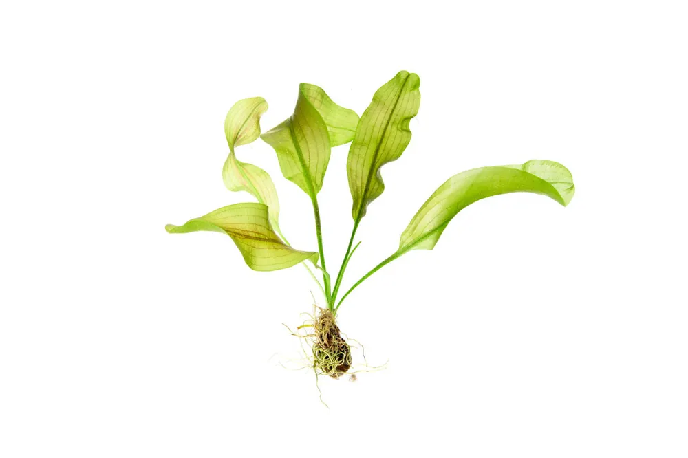 Aponogeton Ulvaceus - IS