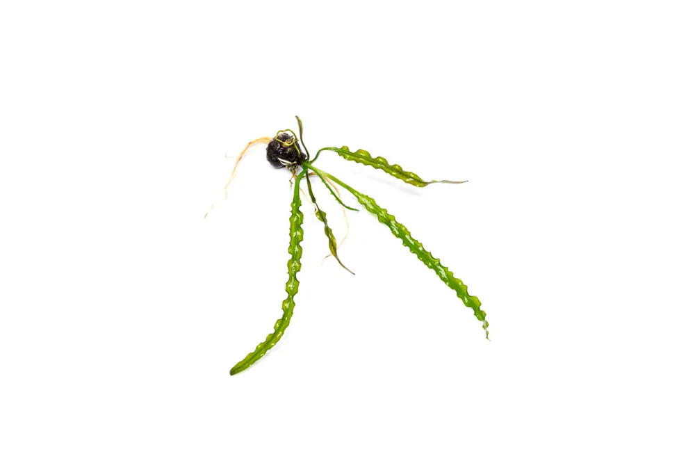 Aponogeton Longiplumulosus - IS