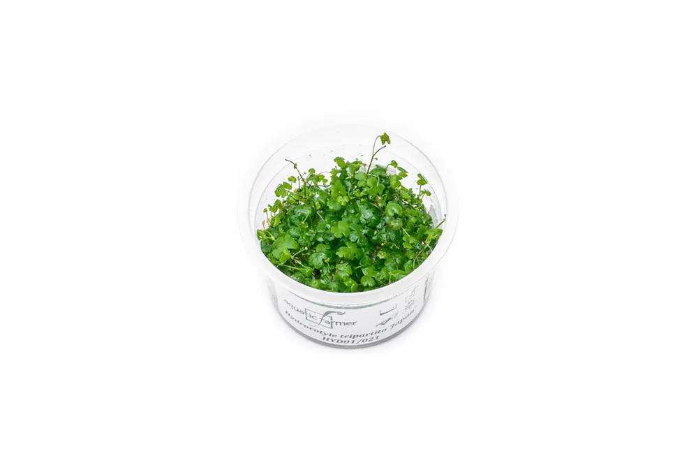 Hydrocotyle Tripartita Aquatic Farmer Tissue Culture