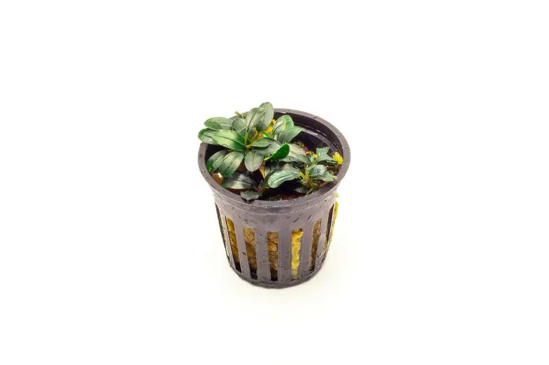 Bucephalandra Mini Coin Pot