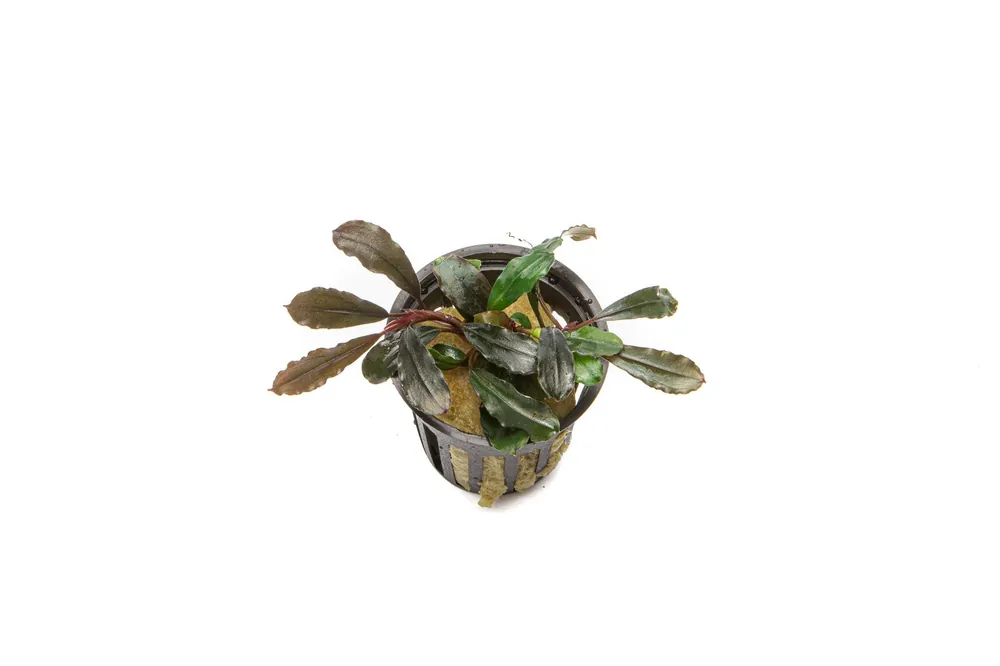 Bucephalandra Kedagang Round Pot