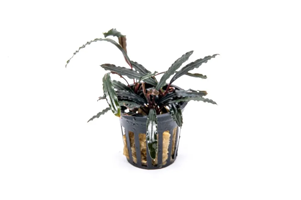 Bucephalandra Velvet 3 Color Pot