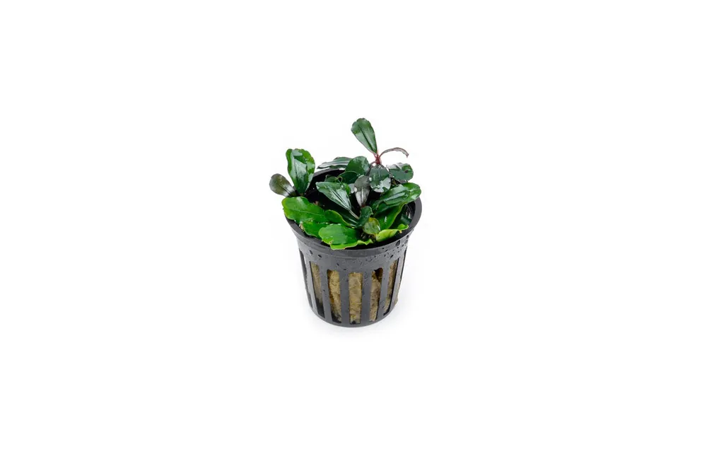 Bucephalandra Brownie Jade Pot
