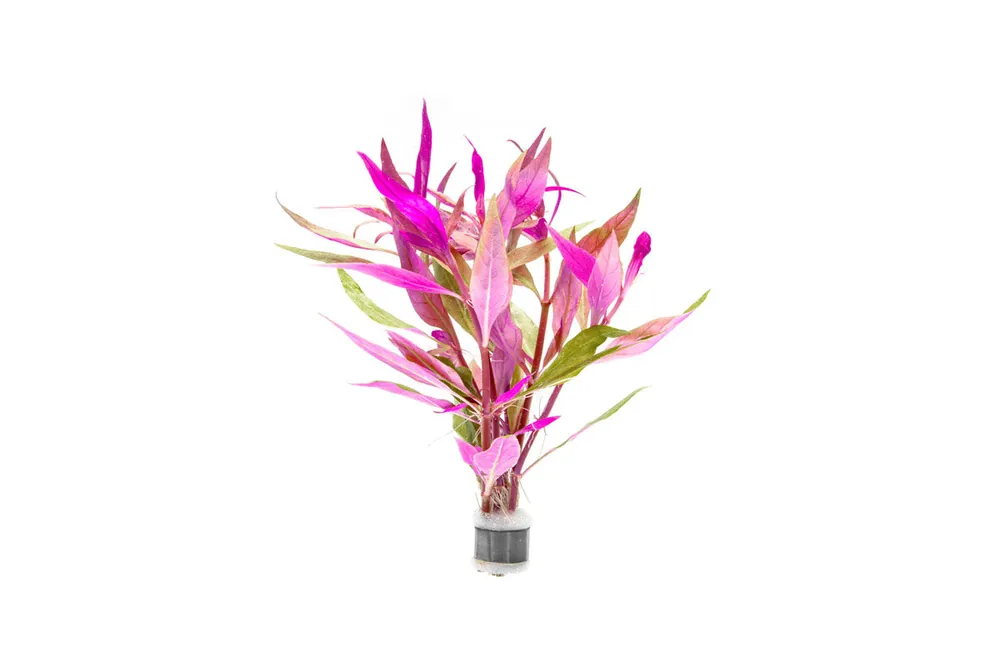 Alternanthera Lilacina - ACW