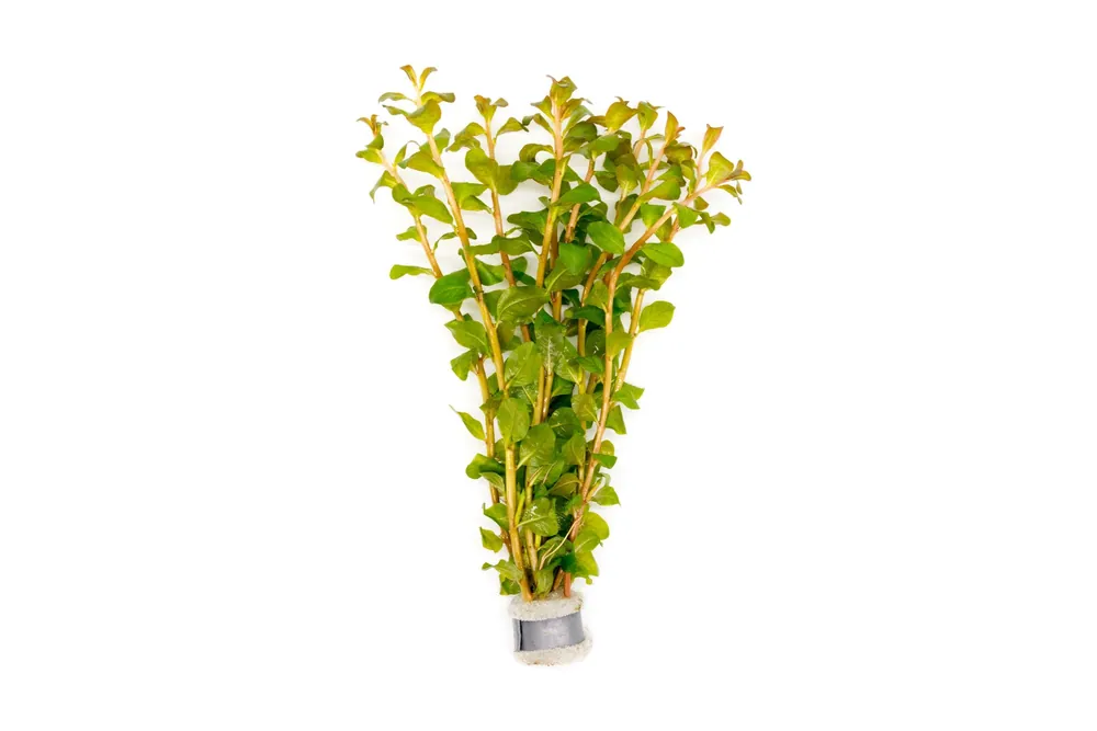 Ludwigia Senegalensis - CPA