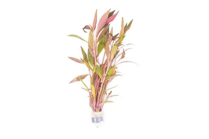 Alternanthera Reineckii Rosaefolia - ACW