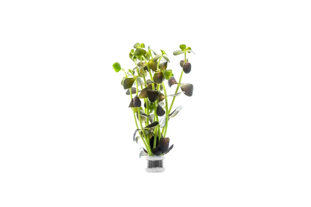 Bacopa Salzmannii Purple - IS