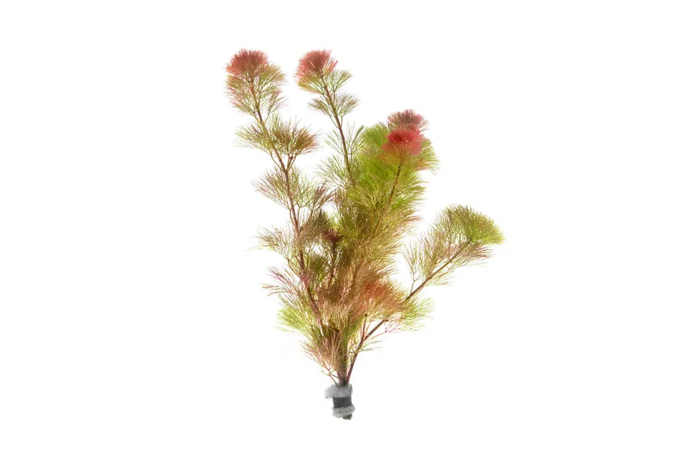 Cabomba Piauhyensis Red