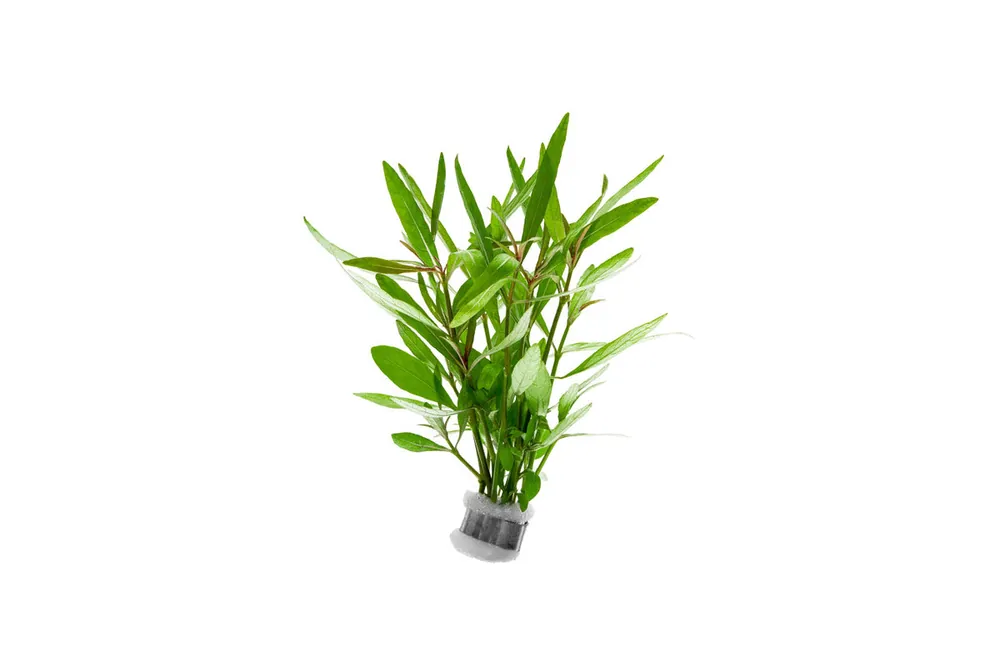 Hygrophila Lancea 'Araguaia' - IS