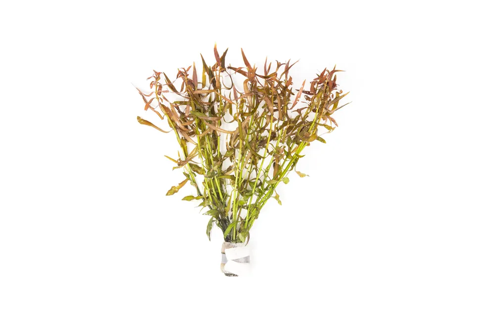 Ludwigia Brevipes - IS