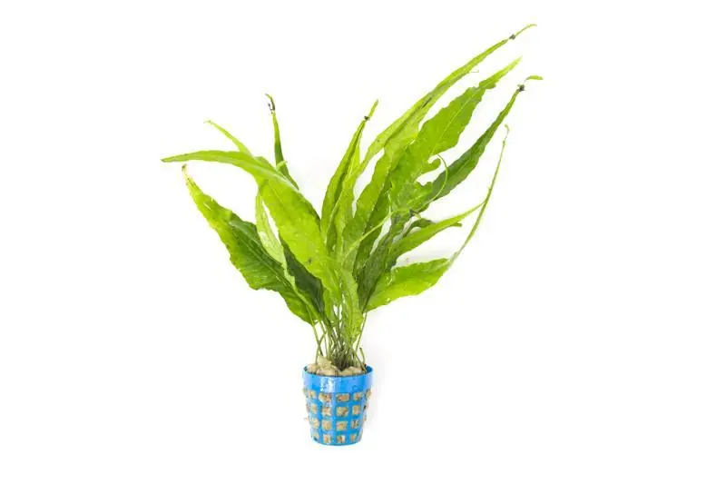 Java Fern Kiat - IS