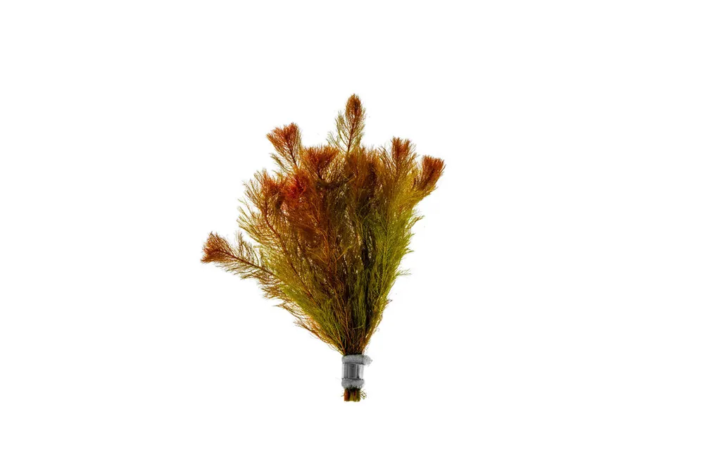 Myriophyllum Tuberculatum - IS