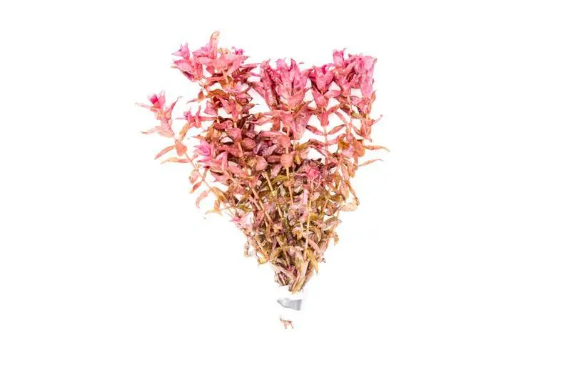 Rotala Macrandra Red - IS
