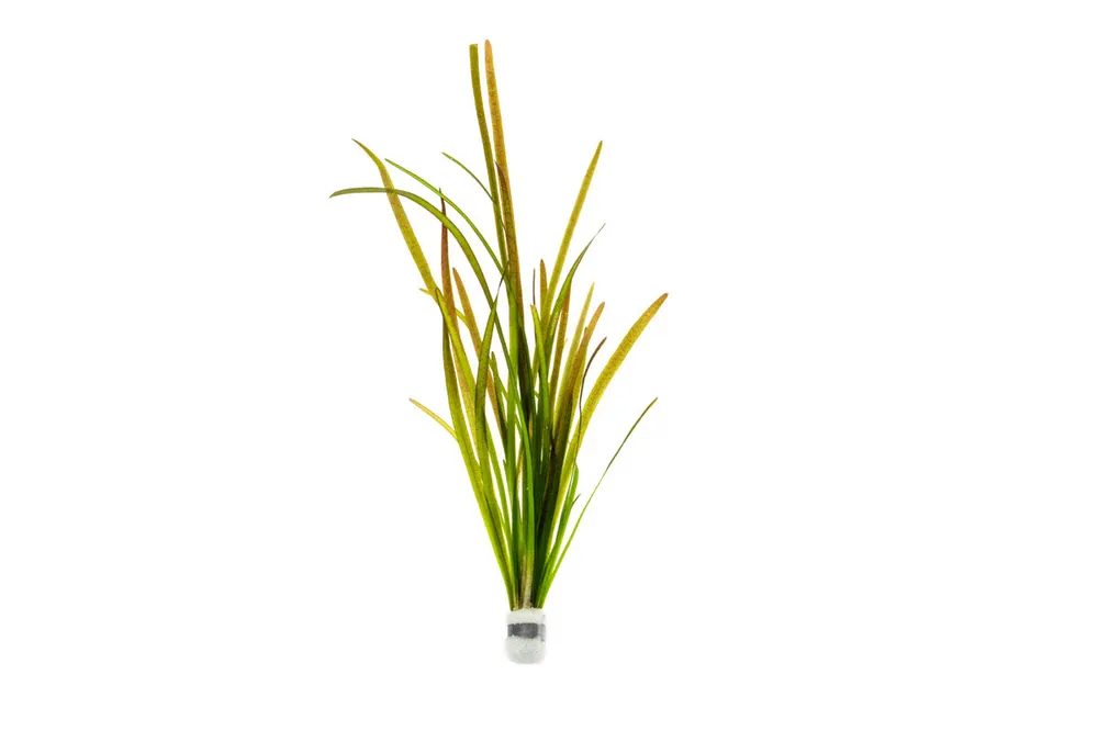 Vallisneria Spiralis Leopard