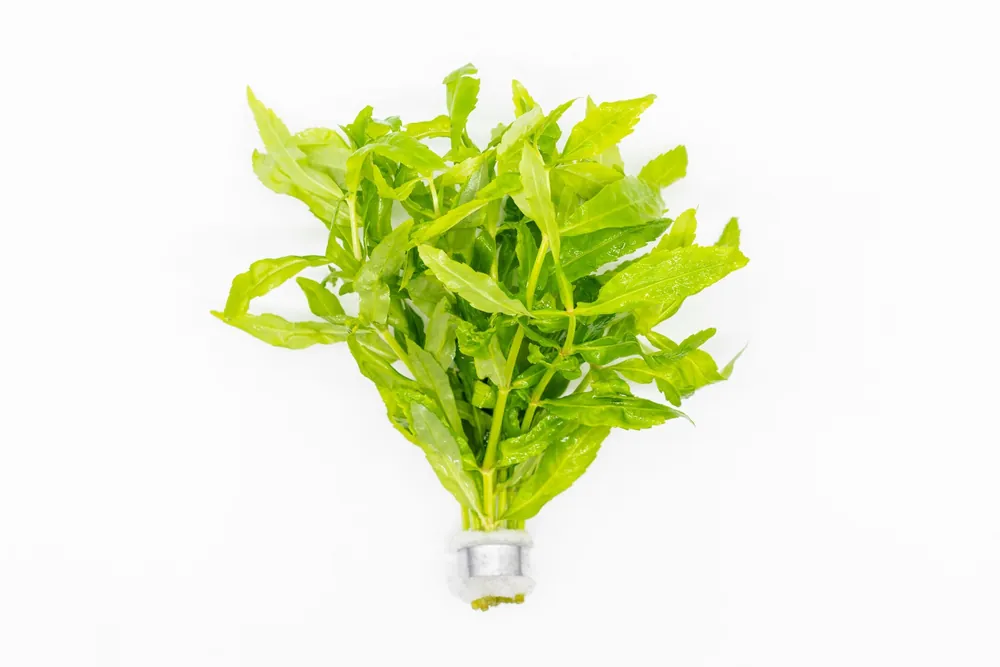 Pogostemon Sampsonii - CPA