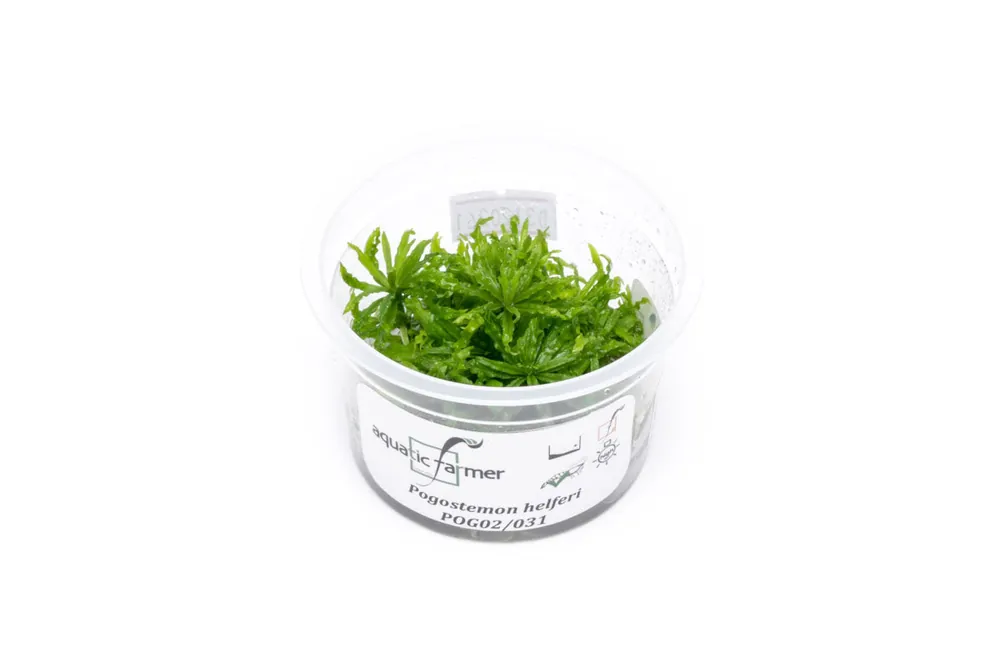 Pogostemon Helferi 'Downoi' Aquatic Farmer Tissue Culture