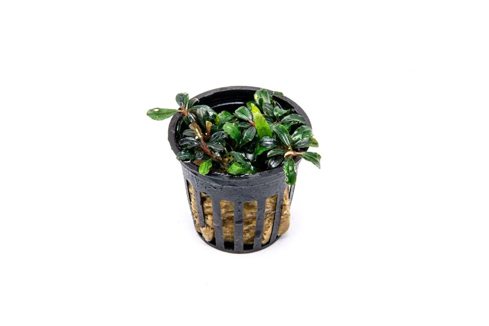 Bucephalandra Lamandau Mini Purple Pot