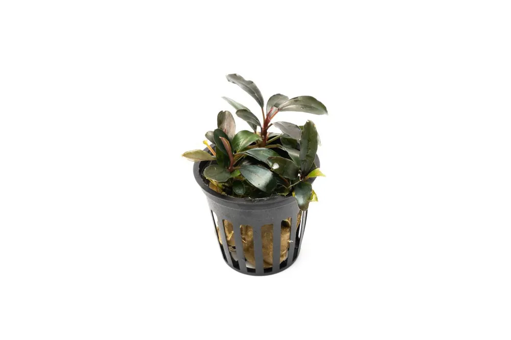 Bucephalandra Black Pearl Pot