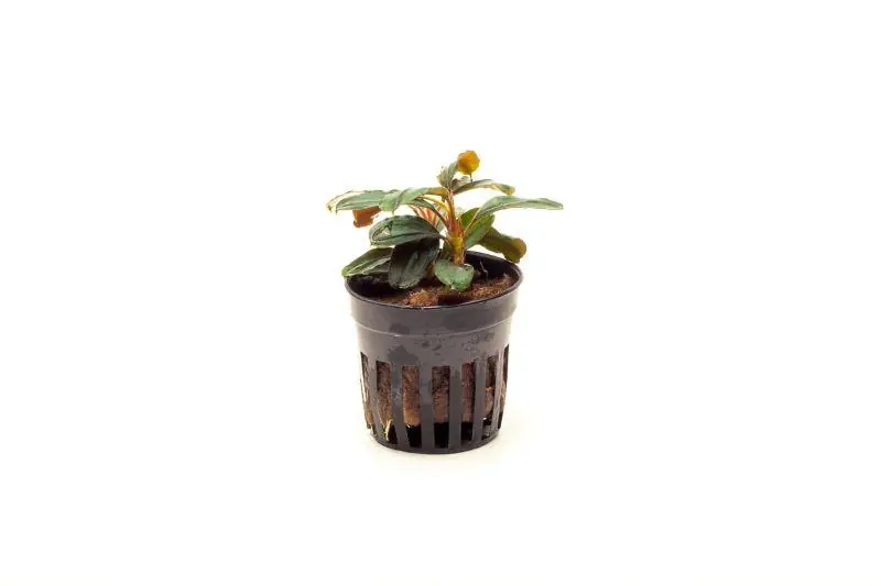 Bucephalandra Theia Pot