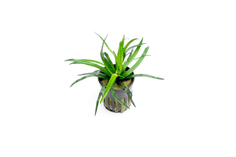 Eriocaulon sp Vietnam - IS