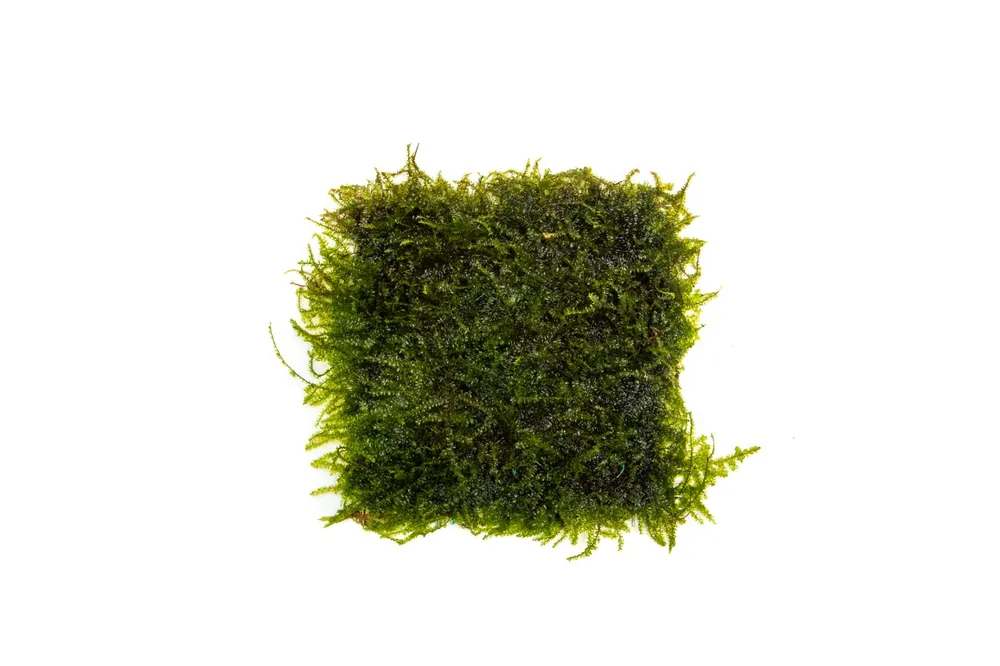 Weeping Moss on Stainless Steel - BUCE