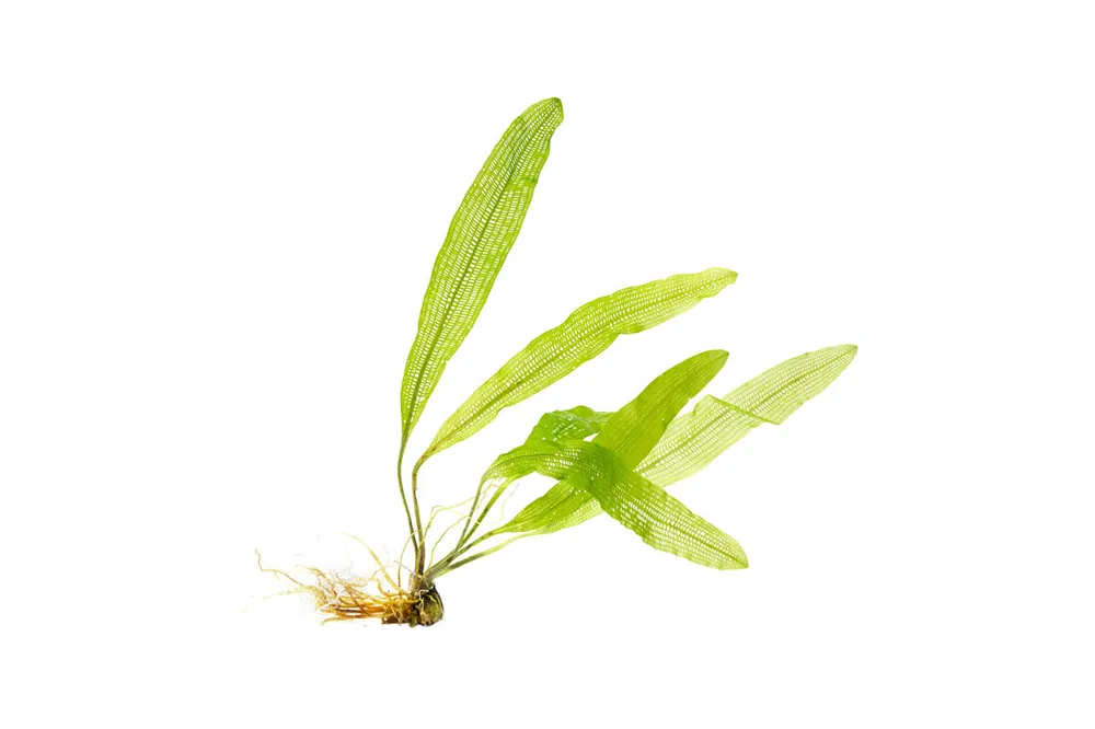 Aponogeton Henkelianus Bulb - IS