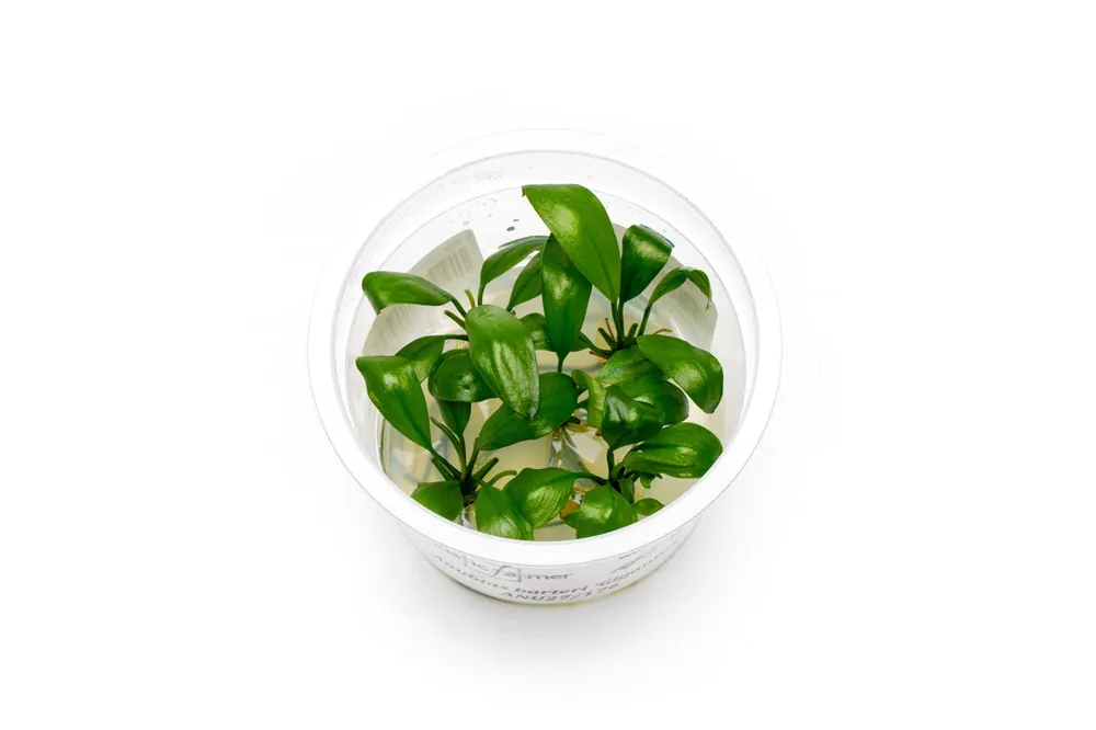 Anubias Barteri Gigantea Aquatic Farmer Tissue Culture