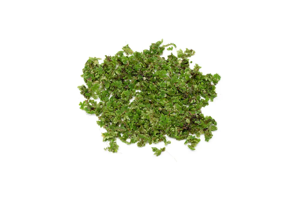 Azolla Caroliniana - IS