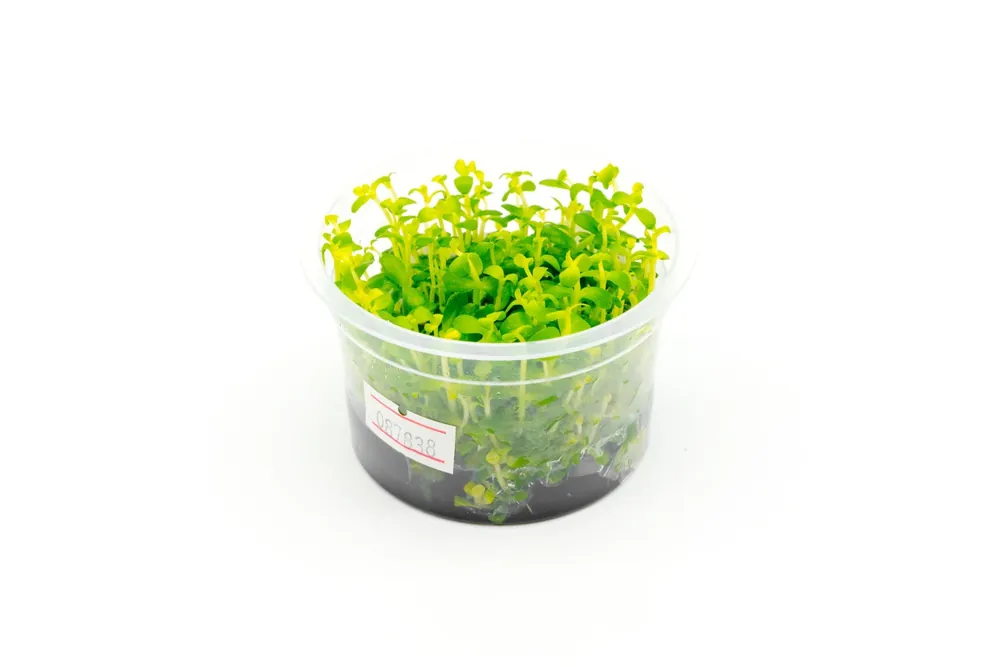 Bacopa Australis Aquatic Farmer Tissue Culture