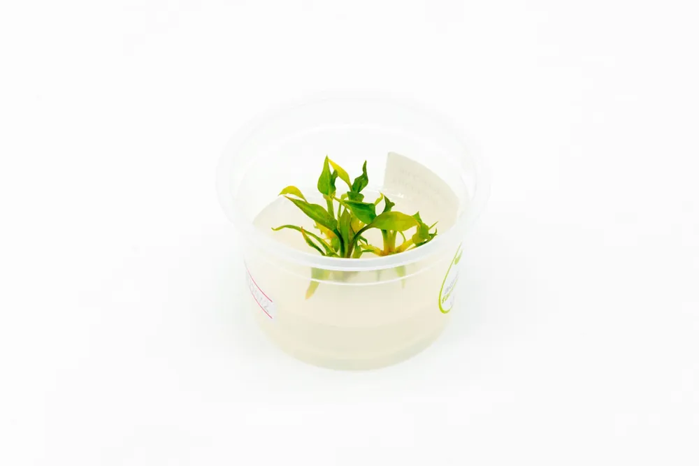 Cryptocoryne Pontederiifolia Aquatic Farmer Tissue Culture