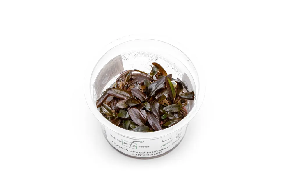 Cryptocoryne Undulatus Red Aquatic Farmer Tissue Culture