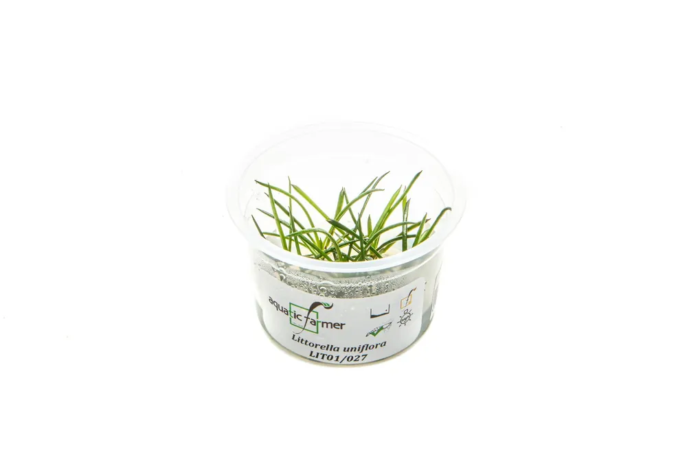 Littorella Uniflora Aquatic Farmer Tissue Culture