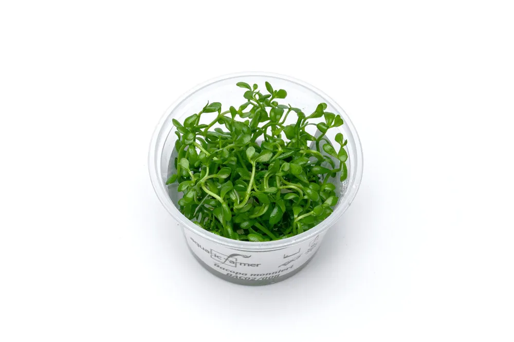 Bacopa Monnieri Aquatic Farmer Tissue Culture