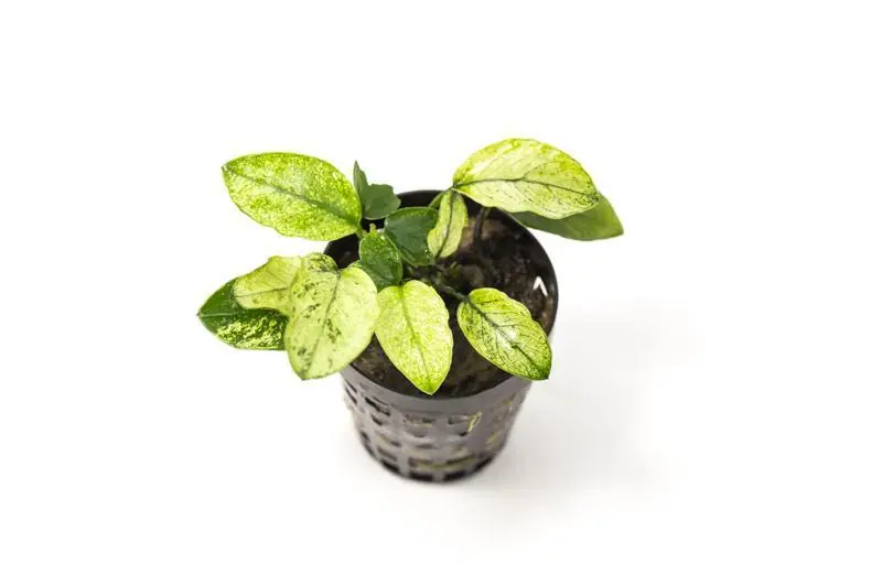 Anubias Nana Pinto - CPA