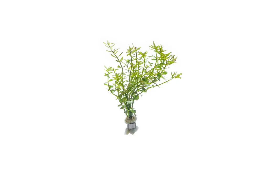 Rotala Mexicana - ACW