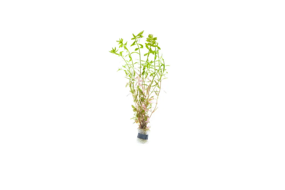 Rotala Ceylon - ACW