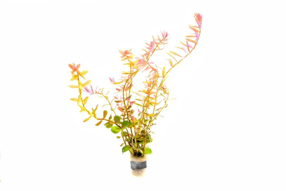 Rotala Coin Leaf - IS