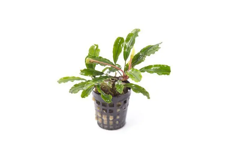 Bucephalandra Broad Wavy Pot (Farmed) - IS