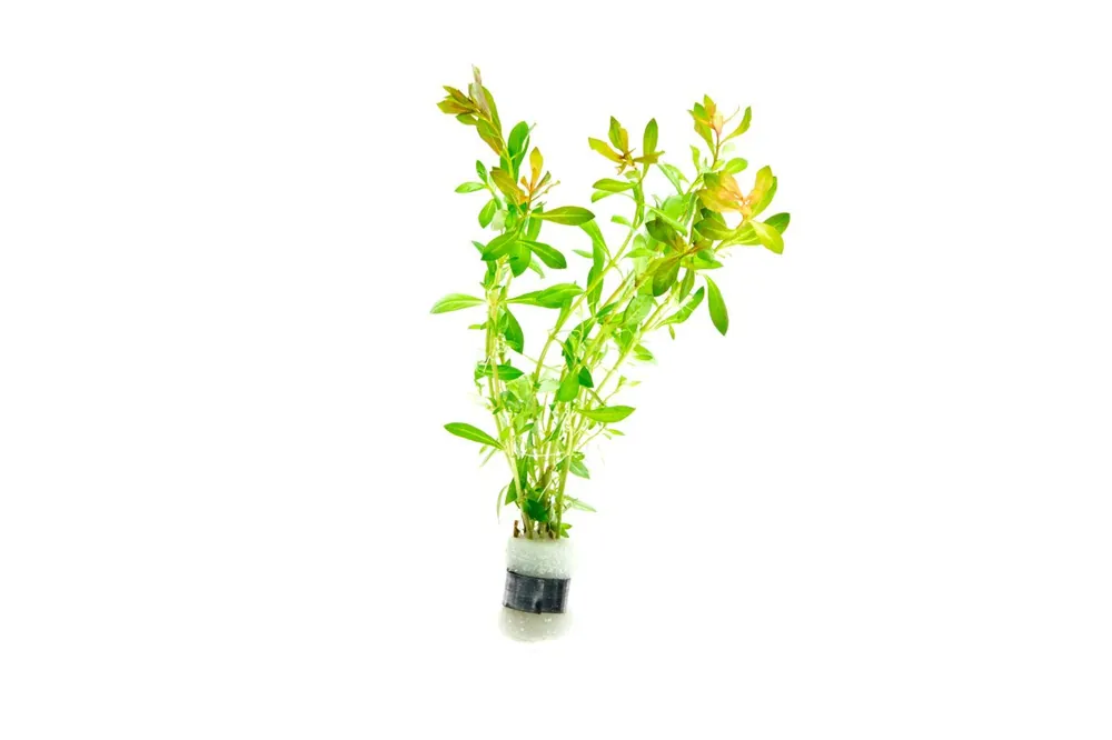 Ludwigia Crystal - IS