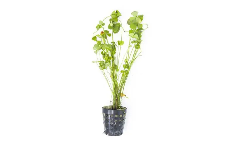 Marsilea Hirsuta - CPA